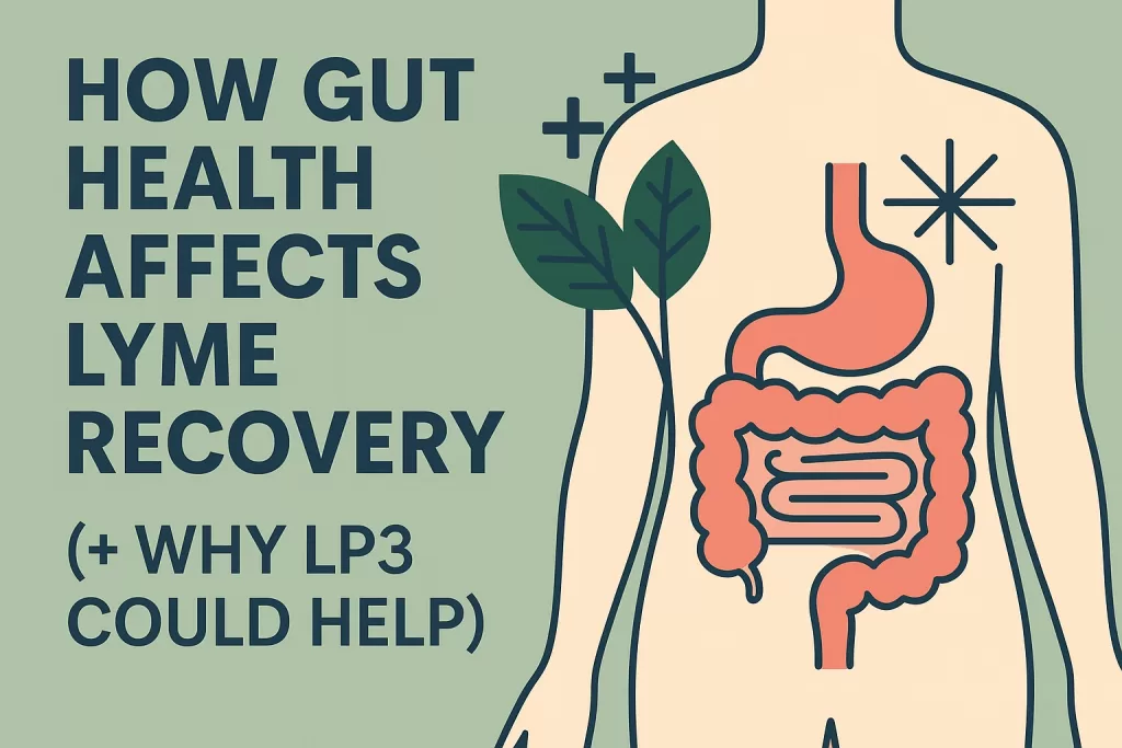 Lyme disease gut health support graphic